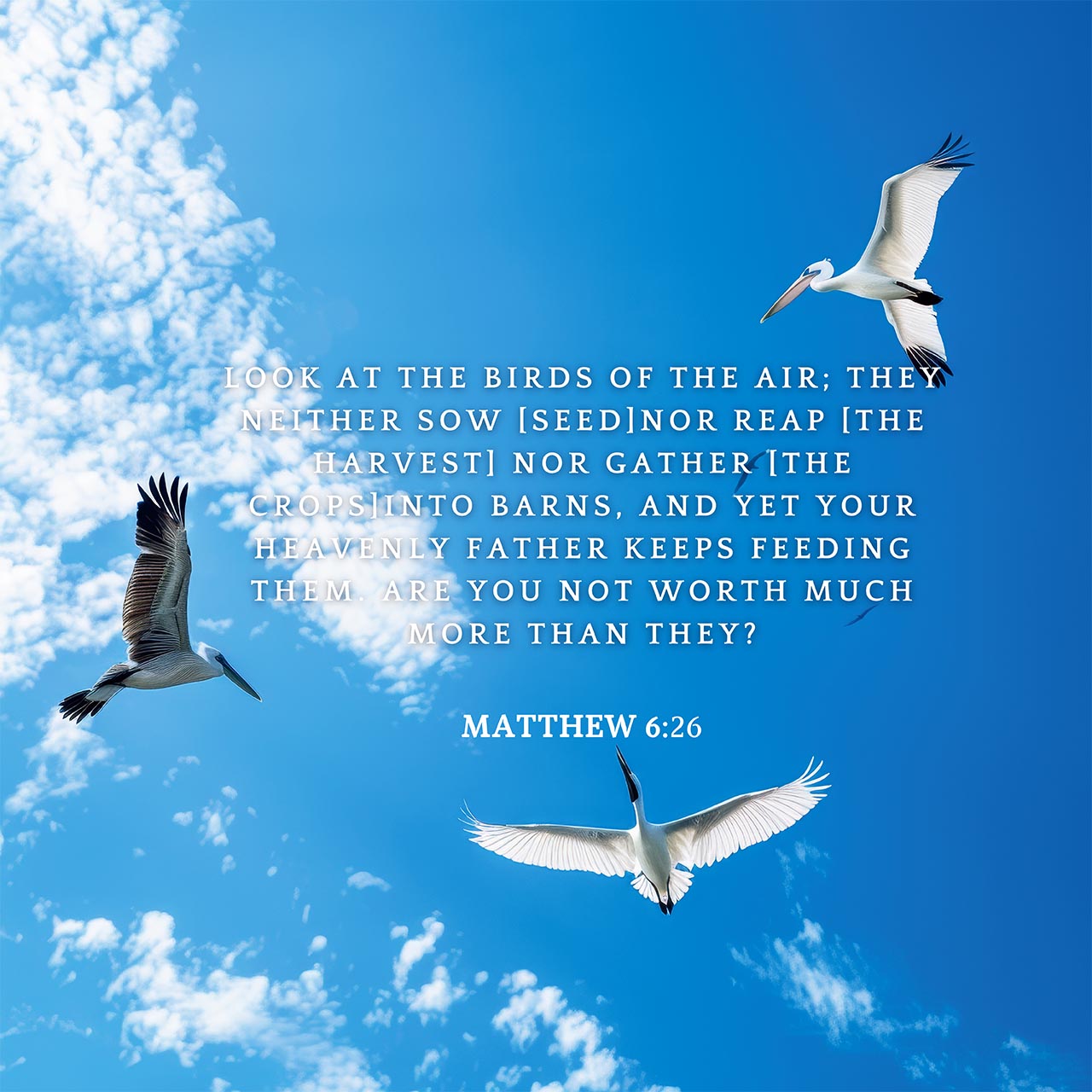 Matthew 6:26
